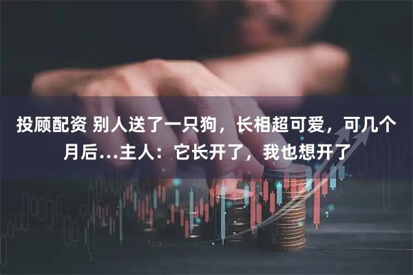 投顾配资 别人送了一只狗，长相超可爱，可几个月后…主人：它长开了，我也想开了